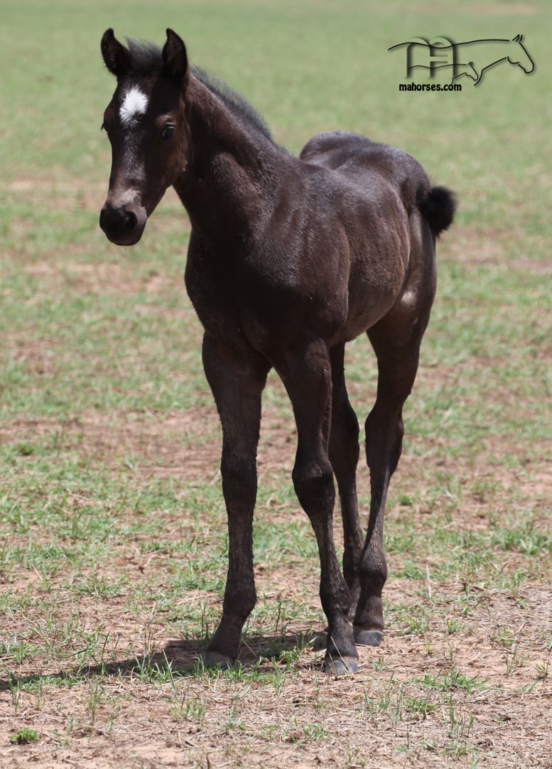 Unregistered Grulla Mare's 2024 unregistered Dark Filly